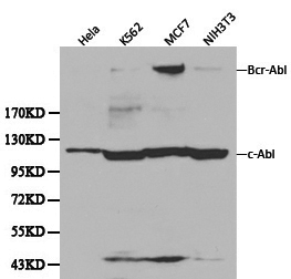 ABL1 / c-ABL Antibody - Western blot of ABL1 pAb in extracts from Hela, K562, MCF7 and NIH3T3 cells.