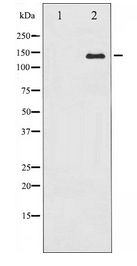 ABL1 / c-ABL Antibody - Western blot of c-Abl expression in RAW264.7 whole cell lysates,The lane on the left is treated with the antigen-specific peptide.