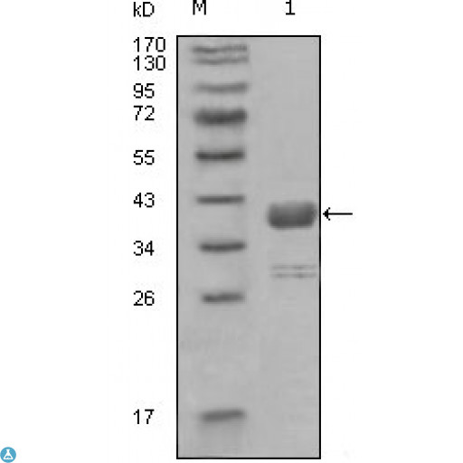 ABL1 / c-ABL Antibody - Western Blot (WB) analysis using c-Abl Monoclonal Antibody against truncated GST-ABL1 recombinant protein (1).