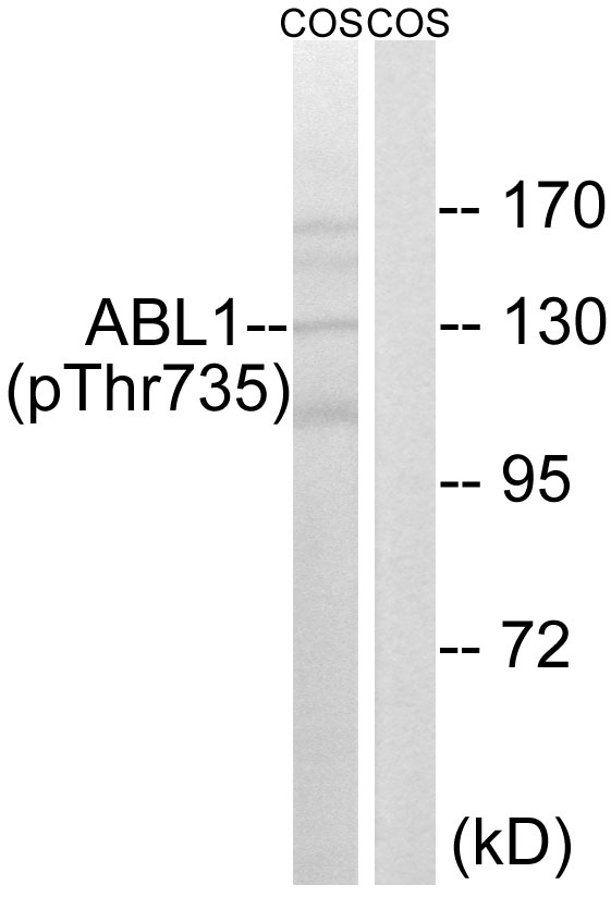 ABL1 / c-ABL Antibody - Western blot analysis of lysates from COS7 cells treated with EGF 200ng/ml 30', using ABL1 (Phospho-Thr735) Antibody. The lane on the right is blocked with the phospho peptide.