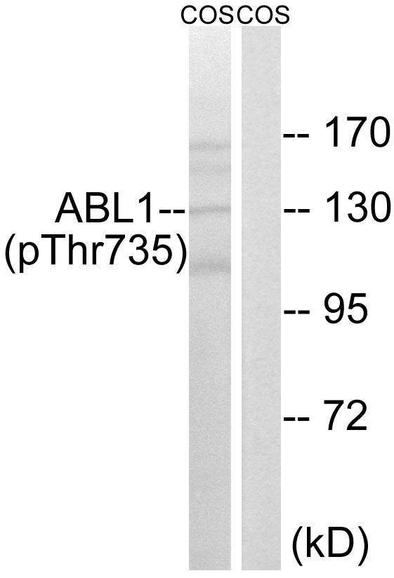 ABL1 / c-ABL Antibody - Western blot analysis of extracts from COS cells, treated with EGF (200ng/ml, 30mins), using ABL1 (Phospho-Thr735) antibody.