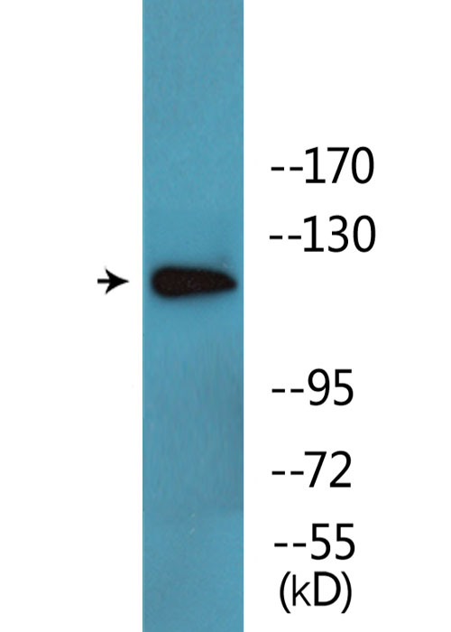 ABL1 / c-ABL Antibody - Western blot analysis of lysates from COS7 cells treated with EGF 200ng/ml 30', using ABL1 (Phospho-Thr735) Antibody.
