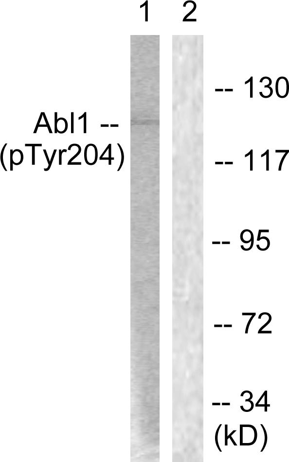 ABL1 / c-ABL Antibody - Western blot analysis of lysates from COS7 cells treated with Adriamycin 0.5ug/ml 24h, using Abl (Phospho-Tyr204) Antibody. The lane on the right is blocked with the phospho peptide.