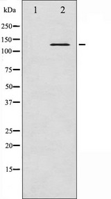 ABL1 / c-ABL Antibody - Western blot analysis of Abl phosphorylation expression in Adriamycin treated COS7 whole cells lysates. The lane on the left is treated with the antigen-specific peptide.