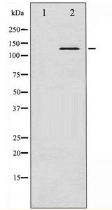 ABL1 / c-ABL Antibody - Western blot of c-Abl phosphorylation expression in Insulin treated K562 whole cell lysates,The lane on the left is treated with the antigen-specific peptide.