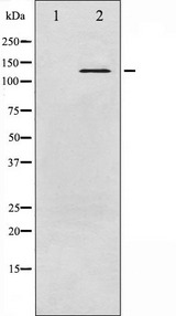 ABL1 / c-ABL Antibody - Western blot analysis of c-Abl phosphorylation expression in Insulin treated K562 whole cells lysates. The lane on the left is treated with the antigen-specific peptide.