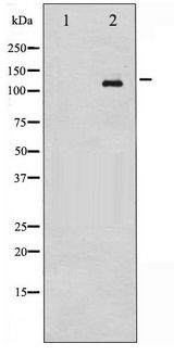 ABL1 / c-ABL Antibody - Western blot of Abl phosphorylation expression in RAW264.7 whole cell lysates,The lane on the left is treated with the antigen-specific peptide.
