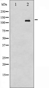 ABL1 / c-ABL Antibody - Western blot analysis of Abl phosphorylation expression in RAW264.7 whole cells lysates. The lane on the left is treated with the antigen-specific peptide.