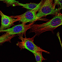 ABL2 Antibody - Immunofluorescence of NIH/3T3 cells using ABL2 mouse monoclonal antibody (green). Blue: DRAQ5 fluorescent DNA dye. Red: Actin filaments have been labeled with Alexa Fluor-555 phalloidin.