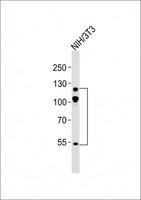ABL2 Antibody - Anti-ABL2 Antibody at 1:500 dilution + NIH/3T3 whole cell lysates Lysates/proteins at 20 ug per lane. Secondary Goat Anti-Rabbit IgG, (H+L), Peroxidase conjugated at 1/10000 dilution Predicted band size : 128 kDa Blocking/Dilution buffer: 5% NFDM/TBST.
