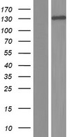 ABL2 Protein - Western validation with an anti-DDK antibody * L: Control HEK293 lysate R: Over-expression lysate