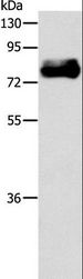 ABLIM1 Antibody - Western blot analysis of Mouse heart tissue, using ABLIM1 Polyclonal Antibody at dilution of 1:550.
