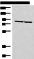 ABLIM3 Antibody - Western blot analysis of PC3 and NIH/3T3 cell lysates  using ABLIM3 Polyclonal Antibody at dilution of 1:400