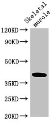 ABO Glycosyltransferase Antibody - Western Blot Positive WB detected in: Mouse skeletal muscle tissue All lanes: ABO antibody at 3.5µg/ml Secondary Goat polyclonal to rabbit IgG at 1/50000 dilution Predicted band size: 41 kDa Observed band size: 41 kDa