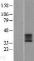 ABO Glycosyltransferase Protein - Western validation with an anti-DDK antibody * L: Control HEK293 lysate R: Over-expression lysate