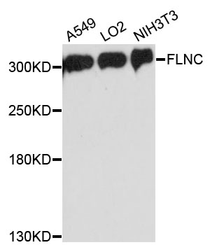 ABP-280 / FLNC Antibody - Western blot analysis of extracts of various cell lines, using FLNC antibody at 1:3000 dilution. The secondary antibody used was an HRP Goat Anti-Rabbit IgG (H+L) at 1:10000 dilution. Lysates were loaded 25ug per lane and 3% nonfat dry milk in TBST was used for blocking. An ECL Kit was used for detection and the exposure time was 1s.