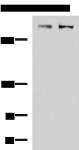 ABP-280 / FLNC Antibody - Western blot analysis of A172 and NIH/3T3 cell lysates  using FLNC Polyclonal Antibody at dilution of 1:800