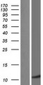 ABRACL Protein - Western validation with an anti-DDK antibody * L: Control HEK293 lysate R: Over-expression lysate