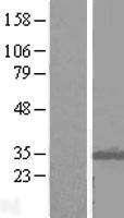 ABRI / ITM2B Protein - Western validation with an anti-DDK antibody * L: Control HEK293 lysate R: Over-expression lysate