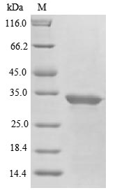 Abrin-a-like (Abrus precatorius) Protein - (Tris-Glycine gel) Discontinuous SDS-PAGE (reduced) with 5% enrichment gel and 15% separation gel.
