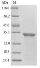 Abrin-a-like (Abrus precatorius) Protein - (Tris-Glycine gel) Discontinuous SDS-PAGE (reduced) with 5% enrichment gel and 15% separation gel.