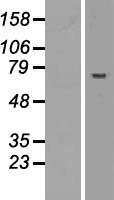 ABTB2 Protein - Western validation with an anti-DDK antibody * L: Control HEK293 lysate R: Over-expression lysate