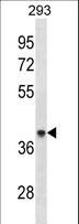 ACAA1 Antibody - ACAA1 Antibody western blot of 293 cell line lysates (35 ug/lane). The ACAA1 antibody detected the ACAA1 protein (arrow).