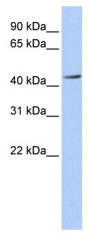 ACAA1 Antibody - Western analysis of fetal brain lysate.  This image was taken for the unconjugated form of this product. Other forms have not been tested.