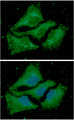 ACAA1 Antibody - ICC/IF analysis of ACAA1 in HeLa cells line, stained with DAPI (Blue) for nucleus staining and monoclonal anti-human ACAA1 antibody (1:100) with goat anti-mouse IgG-Alexa fluor 488 conjugate (Green).