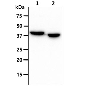 ACAA1 Antibody - The cell lysates (40ug) were resolved by SDS-PAGE, transferred to PVDF membrane and probed with anti-human ACAA1 antibody (1:1000). Proteins were visualized using a goat anti-mouse secondary antibody conjugated to HRP and an ECL detection system. Lane 1 : HepG2 cell lysate Lane 2 : LnCap cell lysate