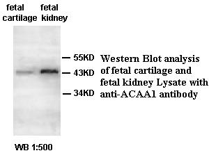ACAA1 Antibody