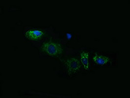 ACAA2 Antibody - Anti-ACAA2 mouse monoclonal antibody immunofluorescent staining of COS7 cells transiently transfected by pCMV6-ENTRY ACAA2.