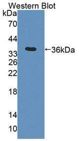 ACAA2 Antibody - Western Blot; Sample: Recombinant protein.