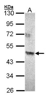 ACAD8 Antibody - Sample (30 ug of whole cell lysate). A:293T. 10% SDS PAGE. ACAD8 antibody diluted at 1:500