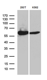 ACAD9 Antibody - Western blot analysis of extracts. (35ug) from 2 different cell lines by using anti-ACAD9 monoclonal antibody. (1:500)