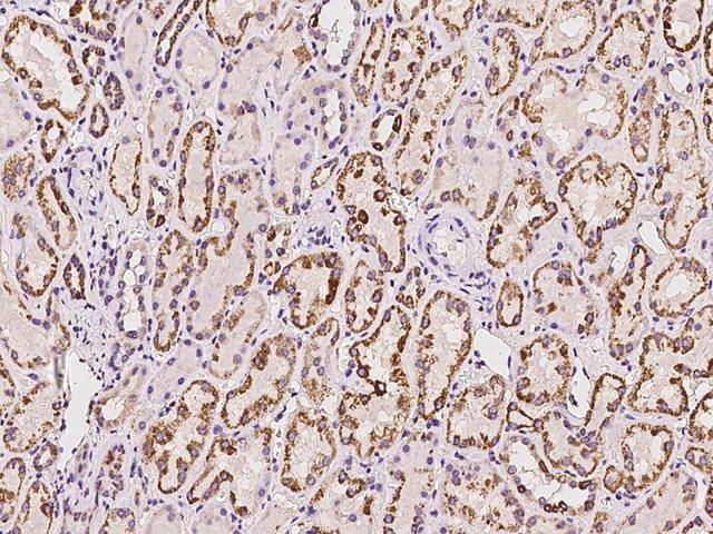 ACADL Antibody - Immunochemical staining of human ACADL in human kidney with rabbit polyclonal antibody at 1:100 dilution, formalin-fixed paraffin embedded sections.