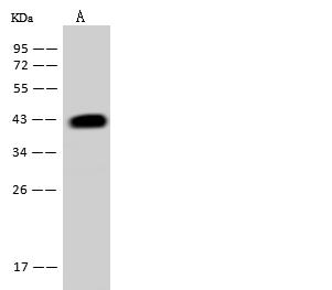 ACADSB Antibody - Anti-ACADSB rabbit polyclonal antibody at 1:500 dilution. Lane A: HepG2 Whole Cell Lysate. Lysates/proteins at 30 ug per lane. Secondary: Goat Anti-Rabbit IgG (H+L)/HRP at 1/10000 dilution. Developed using the ECL technique. Performed under reducing conditions. Predicted band size: 47 kDa. Observed band size: 43 kDa.