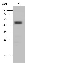 ACADSB Antibody - Anti-ACADSB rabbit polyclonal antibody at 1:500 dilution. Lane A: NIH-3T3 Whole Cell Lysate. Lysates/proteins at 30 ug per lane. Secondary: Goat Anti-Rabbit IgG (H+L)/HRP at 1/10000 dilution. Developed using the ECL technique. Performed under reducing conditions. Predicted band size: 47 kDa. Observed band size: 47 kDa.