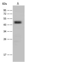 ACADSB Antibody - Anti-ACADSB rabbit polyclonal antibody at 1:500 dilution. Lane A: NIH-3T3 Whole Cell Lysate. Lysates/proteins at 30 ug per lane. Secondary: Goat Anti-Rabbit IgG (H+L)/HRP at 1/10000 dilution. Developed using the ECL technique. Performed under reducing conditions. Predicted band size: 47 kDa. Observed band size: 47 kDa.