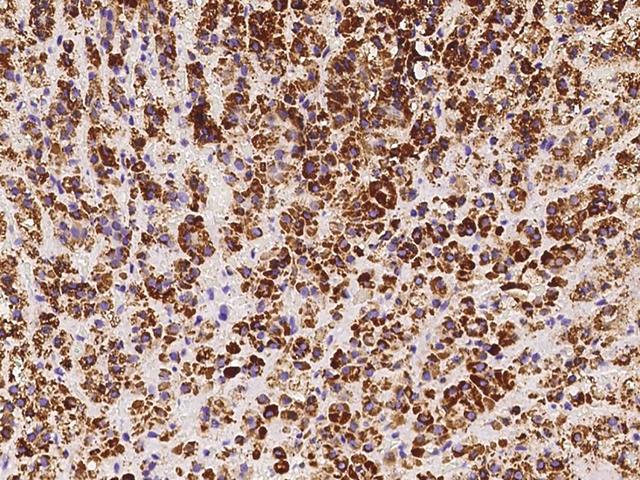 ACADVL Antibody - Immunochemical staining of human ACADVL in human adrenal gland with rabbit polyclonal antibody at 1:10000 dilution, formalin-fixed paraffin embedded sections.