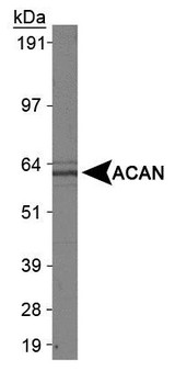 ACAN / Aggrecan Antibody - Western Blot: Aggrecan Neoepitope Antibody - Analysis of ACAN in L929 whole cell extract using ACAN antibody.  This image was taken for the unconjugated form of this product. Other forms have not been tested.