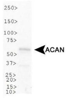 ACAN / Aggrecan Antibody - Western Blot: Aggrecan Neoepitope Antibody - Analysis of ACAN in U2OS cell lysate.  This image was taken for the unconjugated form of this product. Other forms have not been tested.