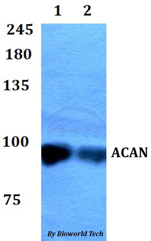 ACAN / Aggrecan Antibody - Western blot of ACAN antibody at 1:500 dilution. Lane 1: A549 whole cell lysate. Lane 2: PC12 whole cell lysate.