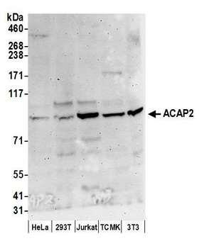 ACAP2 / Centaurin Beta 2 Antibody - Detection of human and mouse ACAP2 by western blot. Samples: Whole cell lysate (50 µg) from HeLa, HEK293T, Jurkat, mouse TCMK-1, and mouse NIH 3T3 cells prepared using NETN lysis buffer. Antibodies: Affinity purified rabbit anti-ACAP2 antibody used for WB at 0.1 µg/ml. Detection: Chemiluminescence with an exposure time of 3 minutes.