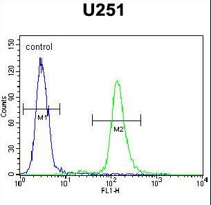ACAP3 Antibody - ACAP3 Antibody flow cytometry of U251 cells (right histogram) compared to a negative control cell (left histogram). FITC-conjugated goat-anti-rabbit secondary antibodies were used for the analysis.