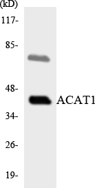 ACAT1 Antibody - Western blot analysis of the lysates from HepG2 cells using ACAT1 antibody.