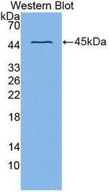ACAT2 Antibody - Western blot of ACAT2 antibody.