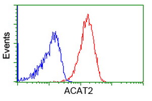 ACAT2 Antibody - Flow cytometric Analysis of Jurkat cells, using anti-ACAT2 antibody, (Red), compared to a nonspecific negative control antibody, (Blue).