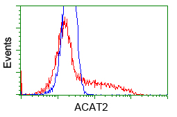 ACAT2 Antibody - HEK293T cells transfected with either overexpress plasmid (Red) or empty vector control plasmid (Blue) were immunostained by anti-ACAT2 antibody, and then analyzed by flow cytometry.