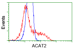 ACAT2 Antibody - HEK293T cells transfected with either overexpress plasmid (Red) or empty vector control plasmid (Blue) were immunostained by anti-ACAT2 antibody, and then analyzed by flow cytometry.